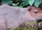 La población ecuatoriana de capibaras habita en la Amazonía ecuatoriana.