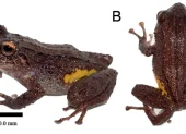Pristimantis etsa, el cutín de etsa, es una nueva especie de rana descrita por científicos. Solo se conoce de la Condillera del Cóndor, en Zamora Chinchipe.