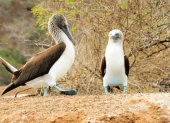 El equilibrio de los ecosistemas en las islas depende del suministro natural de agua. Un ejemplo es la garúa.