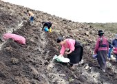 Agricultoras trabajan la tierra en una parcela de papa cañari, la variedad con la que el INIAP busca cubrir hasta el 25% del área sembrada en la región en los próximos cinco años.