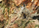 La conservación de la vizcacha ecuatoriana impulsa un modelo de trabajo colaborativo que busca proteger su hábitat y fortalecer la prevención de incendios forestales en la provincia de Loja.