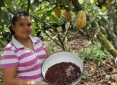 El cacao de Ecuador se vuelve más caro cuando baja la oferta desde África.