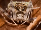 Taczanowskia waska, araña endémica de Ecuador.