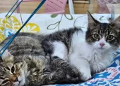 La Gran Donatón reunirá a fundaciones y ciudadanos en el Parque Bicentenario para apoyar a perros y gatos rescatados de Quito.
