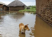 Fotografía referencial de un perro durante una inundación en 2023 ligada al fenómeno El Niño.