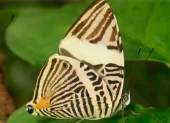 Colobura cryptica, nueva especie de mariposa descrita a partir de un ejemplar recolectado en Napo.