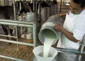 La cantidad de productores de leche se ha reducido un 30 %, en el último año.