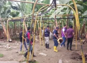 Agrocalidad ha detectado un segundo brote de la plaga Fusarium en El Oro.