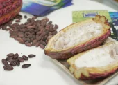 La Cumbre Mundial del Cacao será del 4 al 6 de agosto