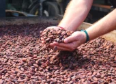 La minería gana protagonismo en Ecuador mientras el cacao pierde peso en las exportaciones.