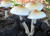 Después de su prohibición en la década de los 70 del siglo pasado, la ciencia ha vuelto a abrazar el estudio de hongos Psilocybe en el campo de la medicina.