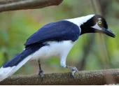 La urraca coliblanca es una de las especies que es posible ver en Guayaquil y alrededores.