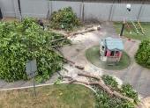 Tala de árboles en la ciudadela Entre Ríos