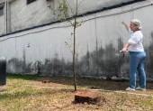 Tala de árboles en la ciudadela Entre Ríos
