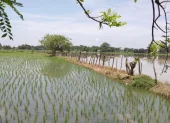 Ecuador exportará de 30.000 toneladas métricas de arroz hacia Colombia.