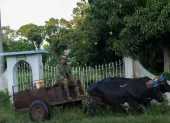 Un campesino viaja en una carreta tirada por bueyes por una calle de Bauta, provincia de Artemisa, Cuba, el 27 de junio de 2026.