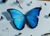 El análisis del ADN permitió identificar más de 8.000 potenciales especies nuevas de insectos en los bosques de la reserva Mashpi-Tayra, en el Chocó Andino de Ecuador.