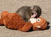 Punch, el mono huérfano de Japón, dejó atrás el peluche de orangután que lo acompañó durante sus primeros meses de vida.