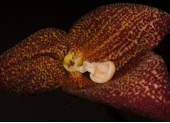 Dracula aguilarii, nueva especie de orquídea ecuatoriana.