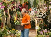 Más de 25.000 ejemplares de orquídeas se expondrán durante la primera feria botánica de Ecuador.
