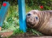 Neil, la foca elefante, recorre las calles de Tasmania y se ha convertido en un fenómeno viral en redes sociales.