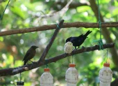 PomasQuinde es el primer sitio de avistamiento de aves de Quito y alberga 29 especies de aves silvestres.