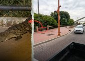 El animal fue visto en Urdesa.