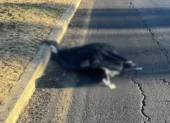 Un cuerpo embalado y colgado de un puente en la avenida Simón Bolívar.