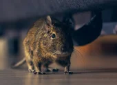 Autoridades sanitarias refuerzan controles en hospitales de Chile tras el aumento de muertes por hantavirus