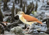 Se sabe poco sobre esta especie a pesar de ser común.