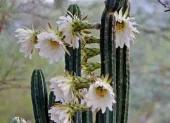 Echinopsis pachanoi es el nombre científico del cactus San Pedro, que está ganando espacio en la medicina moderna como objeto de estudio.