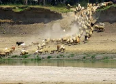 Un rebaño de ovejas y cabras acude a beber agua del río Danubio en medio de niveles históricos bajos de agua, en el pueblo de Rasova.