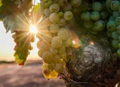 Los incendios en el sureste de Francia ponen en riesgo miles de botellas de la cosecha de vino 2026.