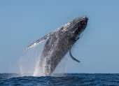 Las ballenas jorobadas llegan a la Costa ecuatoriana entre junio y septiembre para cumplir su ciclo reproductivo.