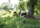 Ganaderos de Salitre buscan establecer reservas de forraje de manera preventiva para complementar la alimentación del hato ante una eventual disminución de la disponibilidad de pasturas asociada a las condiciones de El Niño.
