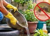 Eliminar el agua acumulada ayuda a prevenir la reproducción del mosquito que transmite el dengue.