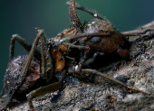 Descubren seis nuevos tipos de hongos zombis en México.