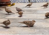 Un grupo de palomitas tierreras. Muestran agresividad entre ellas al competir por alimento.