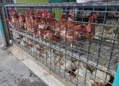 Uno de los locales que venden pollos al por mayor en la vía a Pascuales.