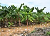 FUSARIUM EN EL ORO 
FECHA:16/07/2026
AG-PERIODISTA AG- AG-EXPRESO
El agua es uno de los principales medios de propagación del Fusarium Raza 4 Tropical