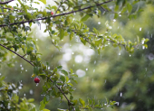 La lluvia refresca la vegetación en Ecuador, mientras Inamhi anticipa precipitaciones en las cuatro regiones este 17 de agosto.