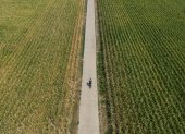 Una imagen tomada con un dron muestra a un hombre montando en bicicleta por campos de maíz.
