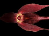 La nueva orquídea descubierta, Pleurothallis pembertonii.