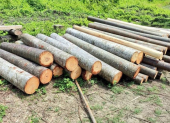 La balsa representa aproximadamente el 40 % de las exportaciones de la industria maderera nacional