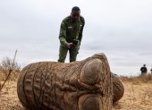 Lesidai Kipelian, guardabosques comunitario del rancho colectivo Olgulului-Ololarashi, fotografía los restos de Genghis Khan, un elefante macho de 11 años.