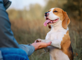 El Club de Firu ofrecerá una nueva edición gratuita de educación canina en Quito desde septiembre de 2026.