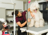 Referencial. Clientes y mascotas en una peluquería veterinaria de Ecuador