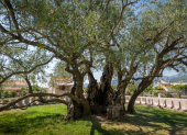 Árboles urbanos en Europa reciben apoyo tecnológico para enfrentar la sequía.