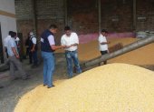 Foto referencial de la cosecha de maíz en Ecuador.
