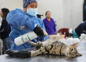 La campaña de esterilización se realizará el 29 de agosto en tres sectores de Quito.